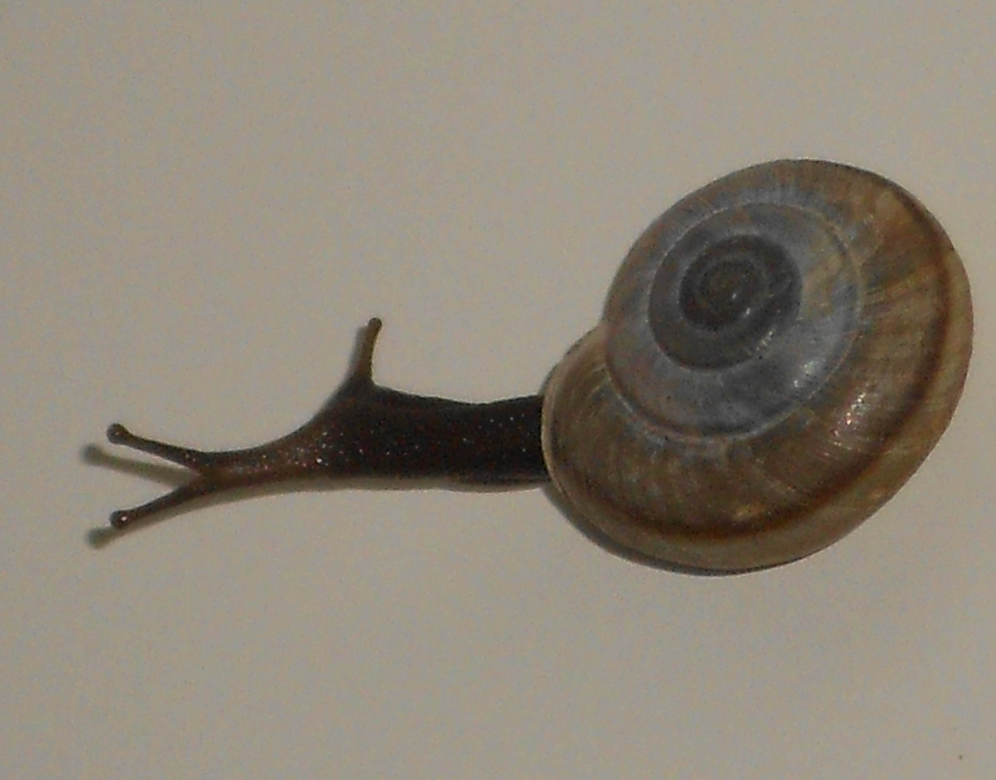 malformazione in Chilostoma adelozona